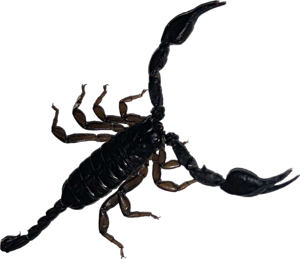 Black Scorpion Isolated Background
