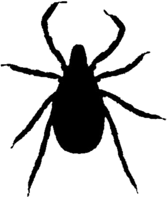 Black Silhouette Tick Graphic