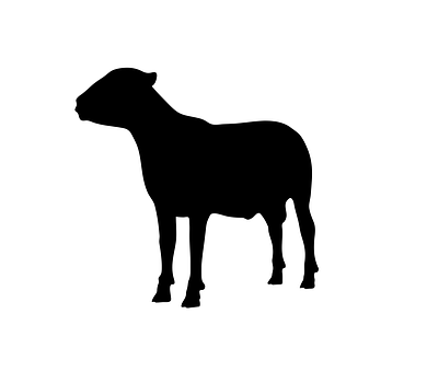 Black Silhouetteof Standing Sheep