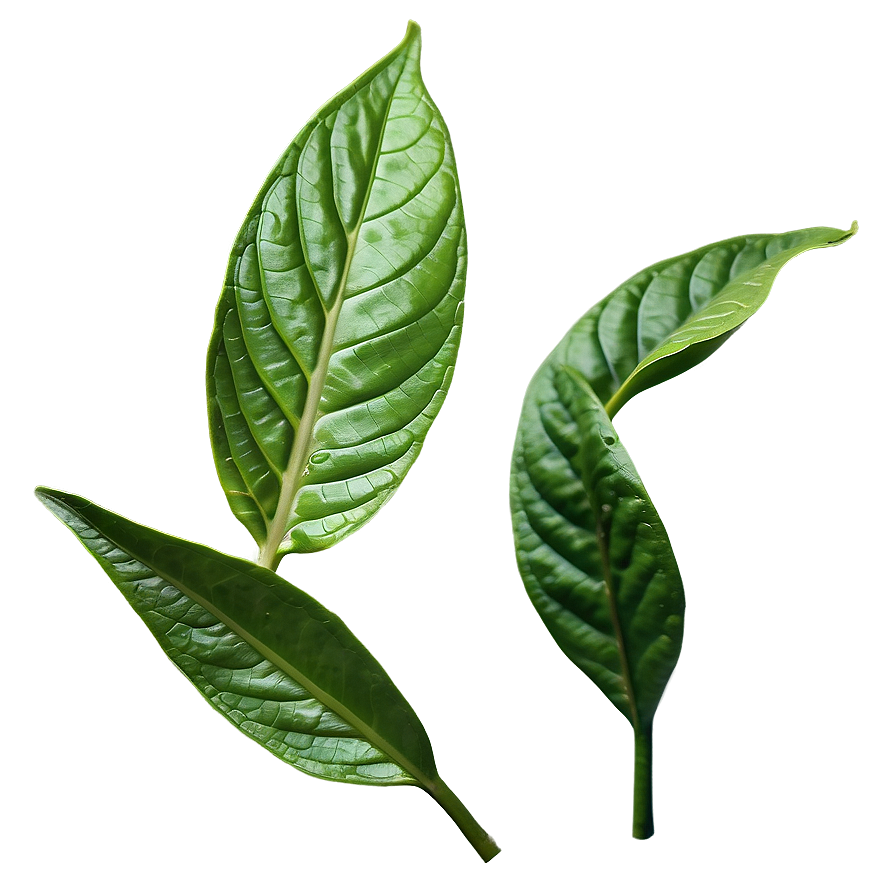 Black Tea Leaf Png Clw