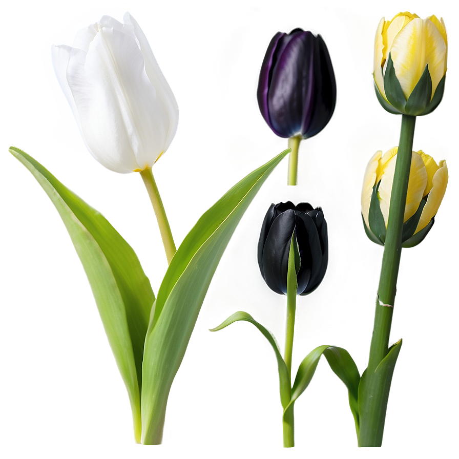 Black Tulip Png 72