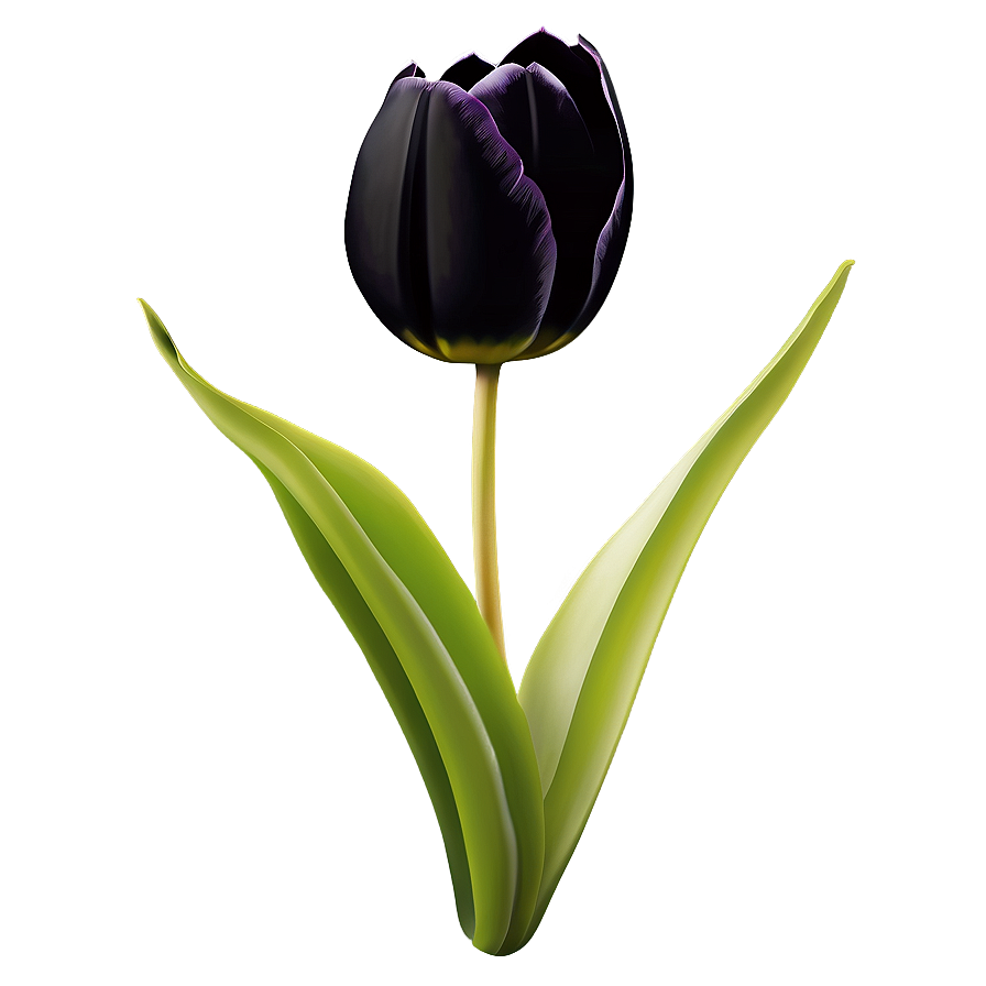 Black Tulip Png 9