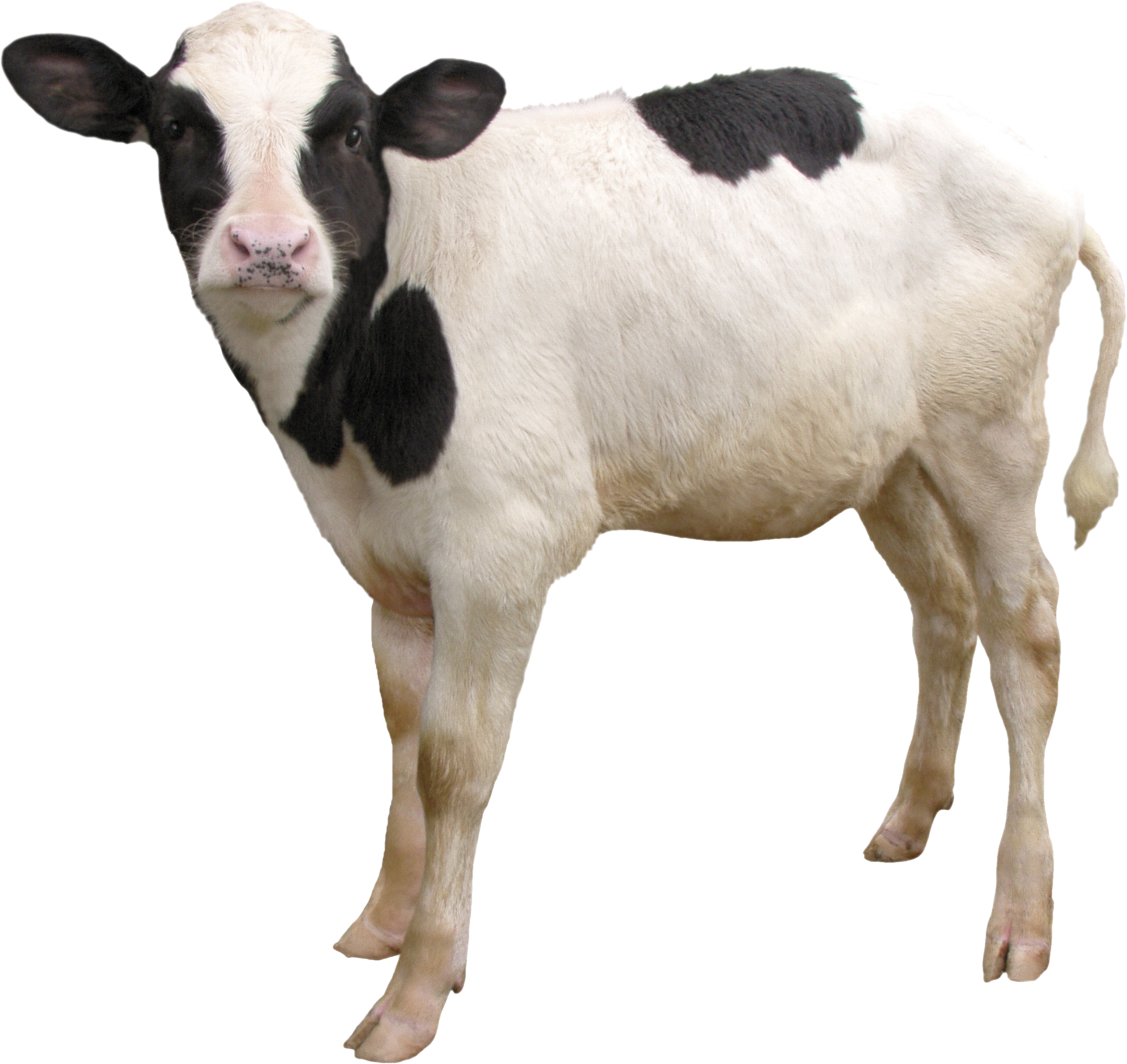 Black White Calf Standing