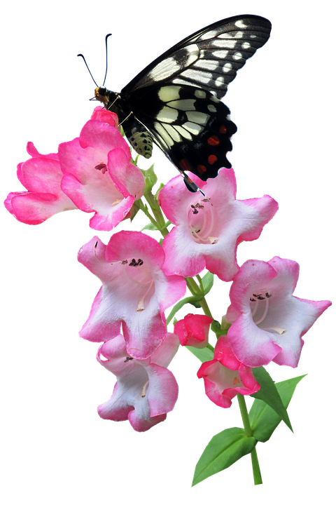 Blackand White Butterflyon Pink Flowers.png