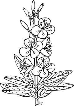 Blackand White Floral Illustration