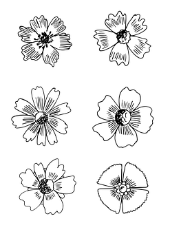 Blackand White Floral Illustrations