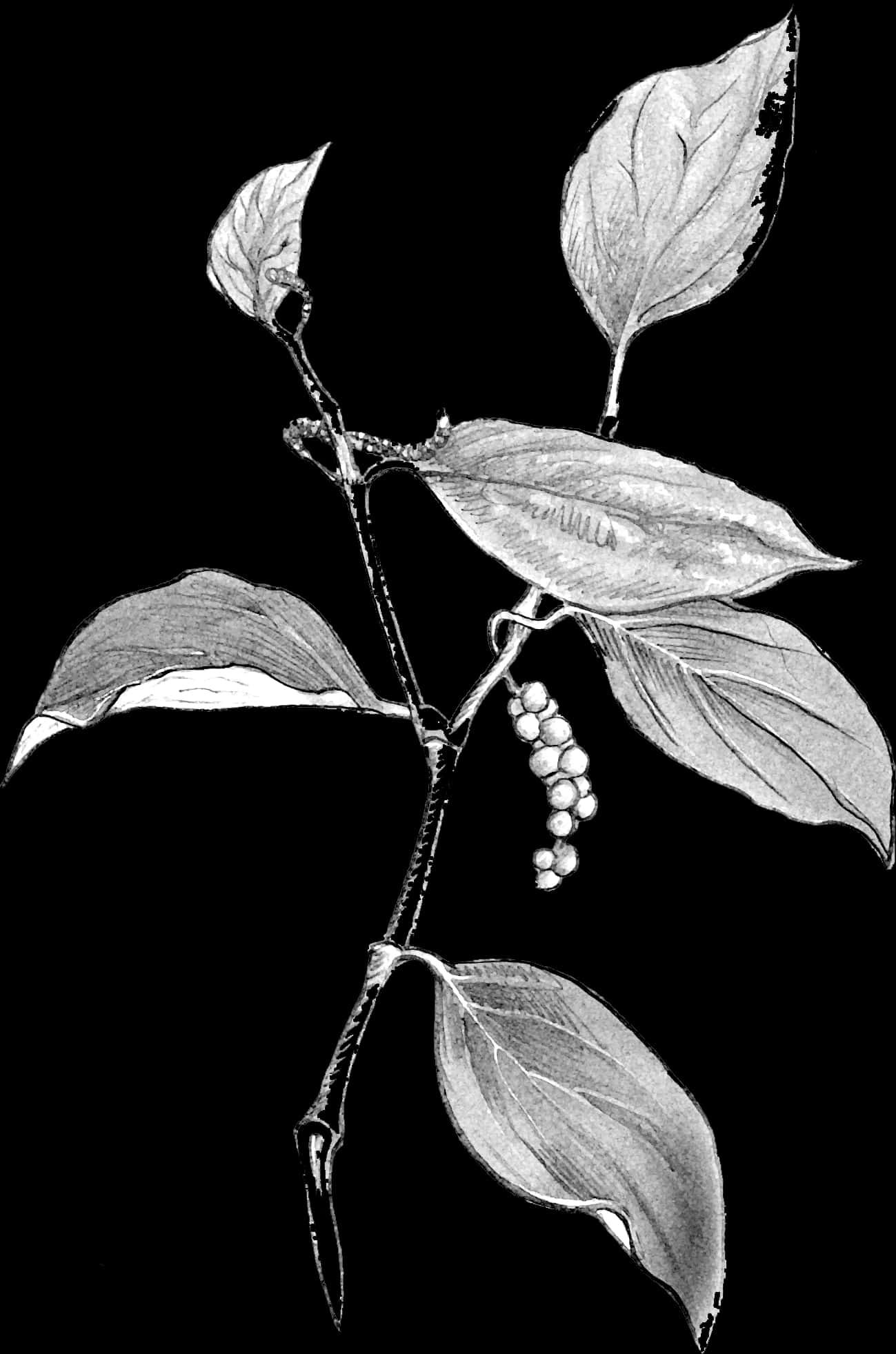 Blackand White Plant Illustration