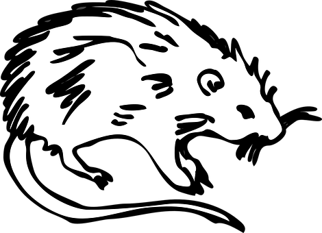 Blackand White Rat Illustration