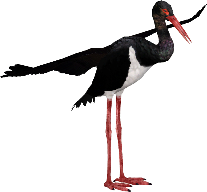 Blackand White Stork Standing