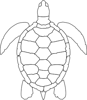 Blackand White Turtle Graphic
