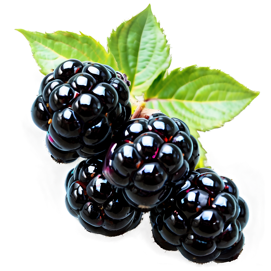 Blackberry Bunch Png Gqw