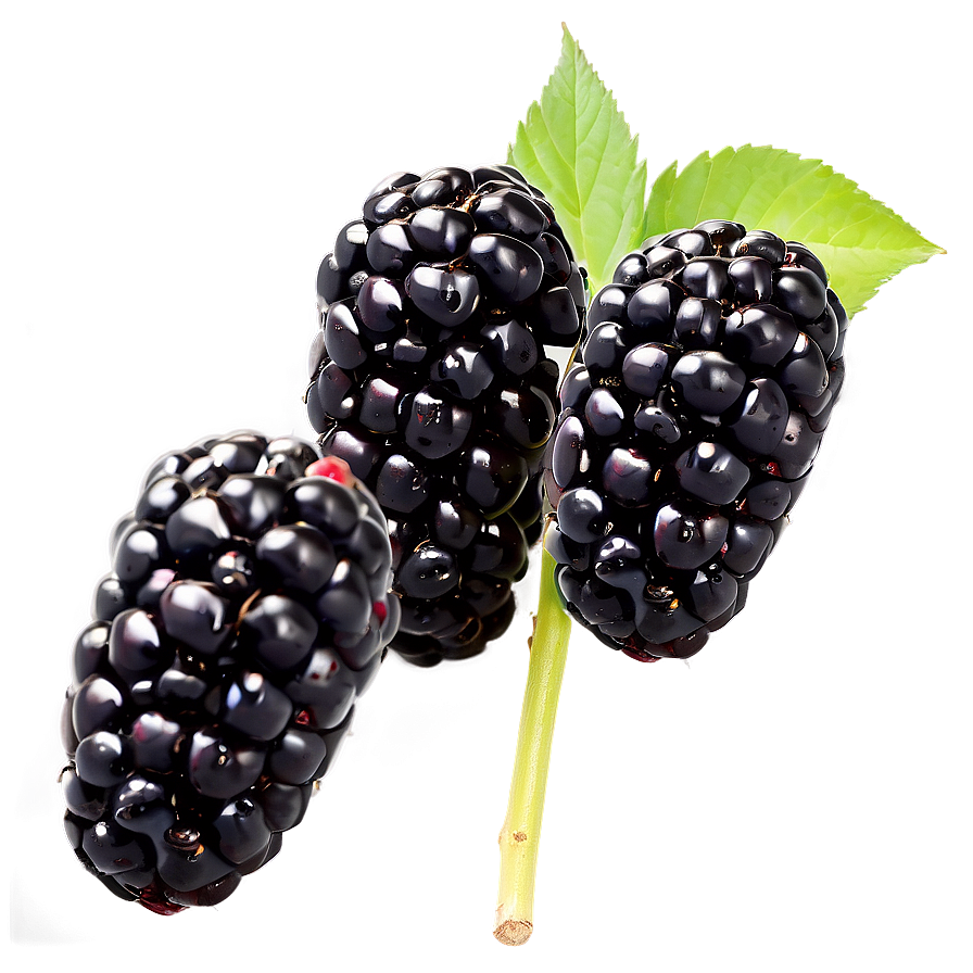 Blackberry Field Png Lvl