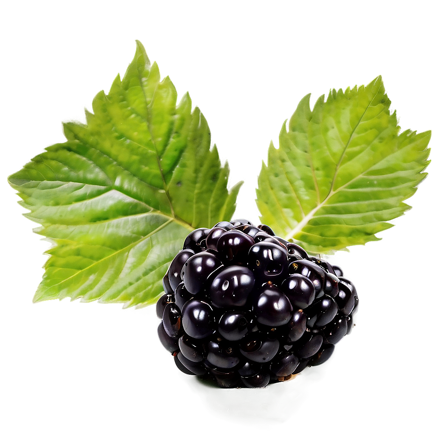 Blackberry Freshness Png 05232024