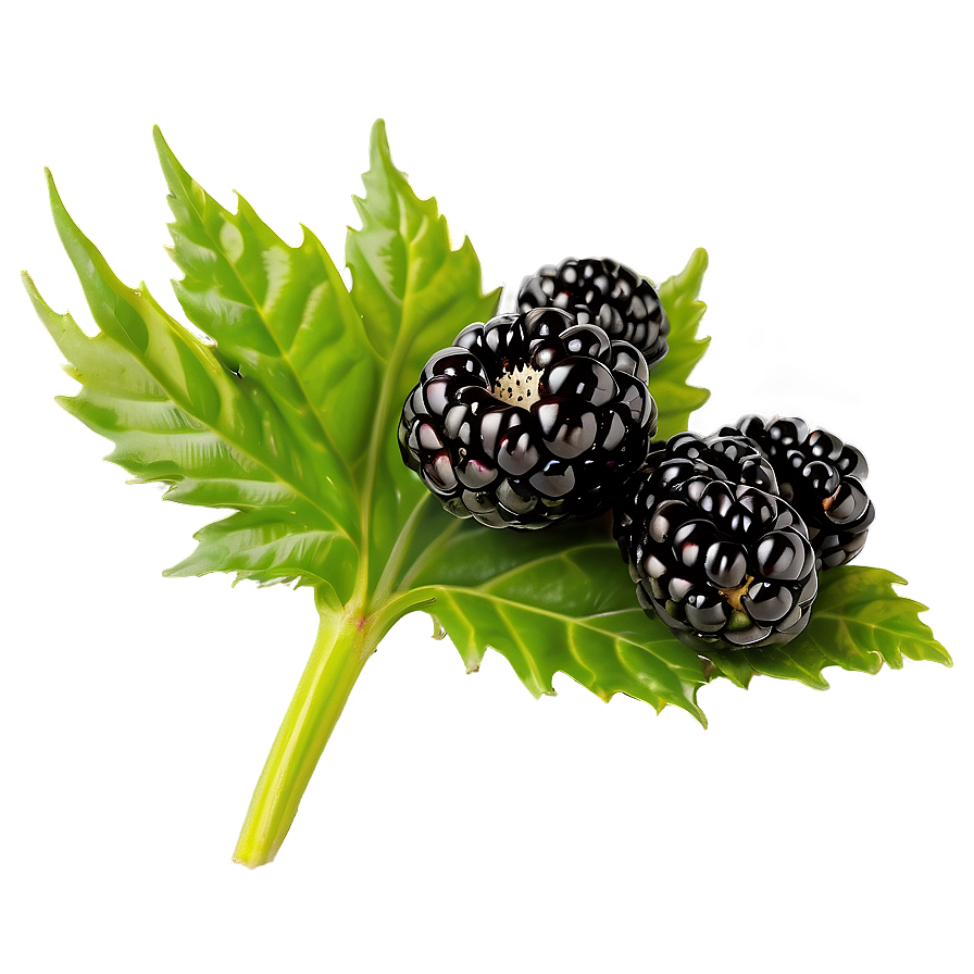 Blackberry Isolated Png 12