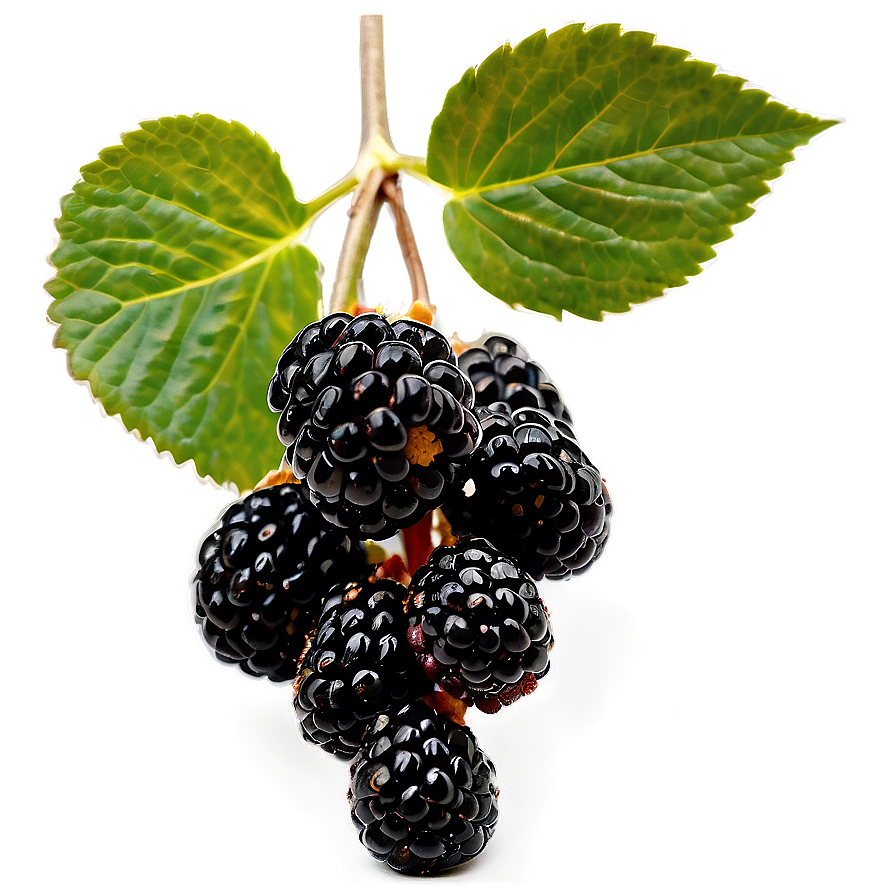 Blackberry On Branch Png 05232024