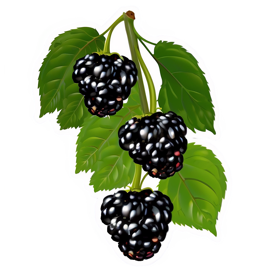 Blackberry On Vine Png 05232024