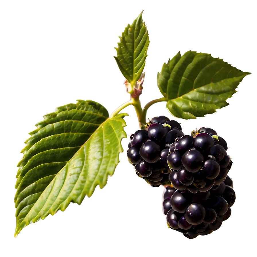 Blackberry Plant Png 32