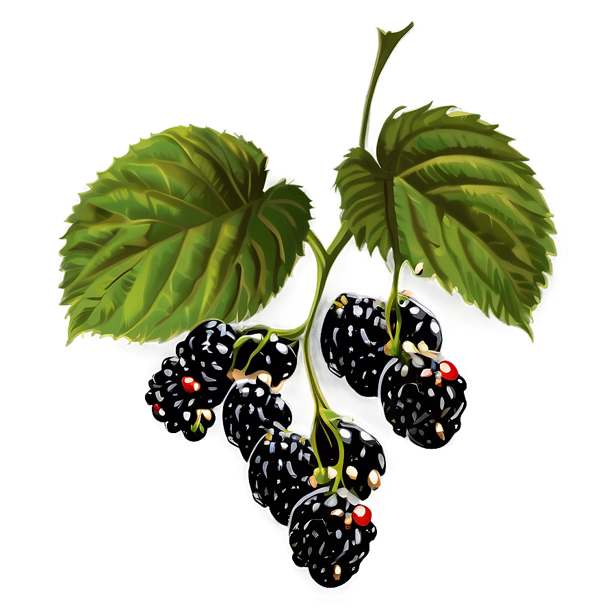 Blackberry Plant Png Qbd