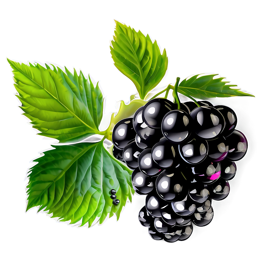 Blackberry Plant Png Rty