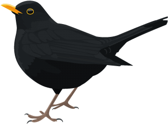 Blackbird Vector Illustration