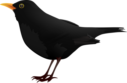 Blackbird Vector Illustration