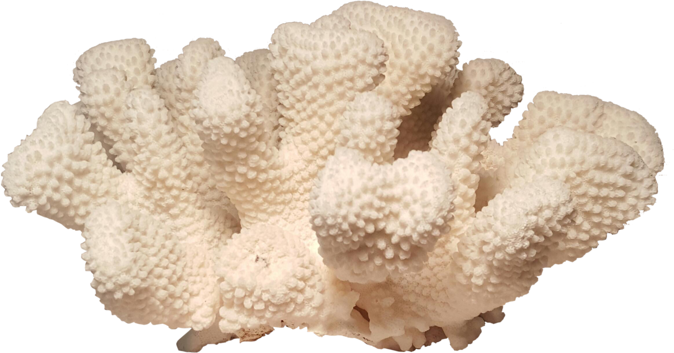 Bleached Coral Specimen