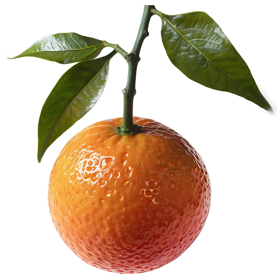 Blood Orange On Branch Png Tfb9