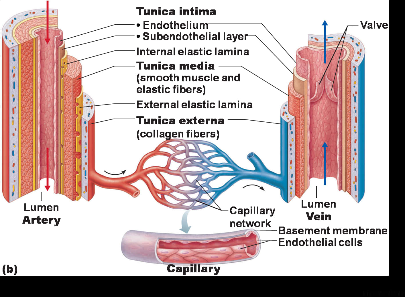 Blood_ Vessel_ Structure_ Diagram