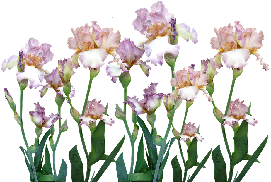 Blooming Bearded Iris Collection