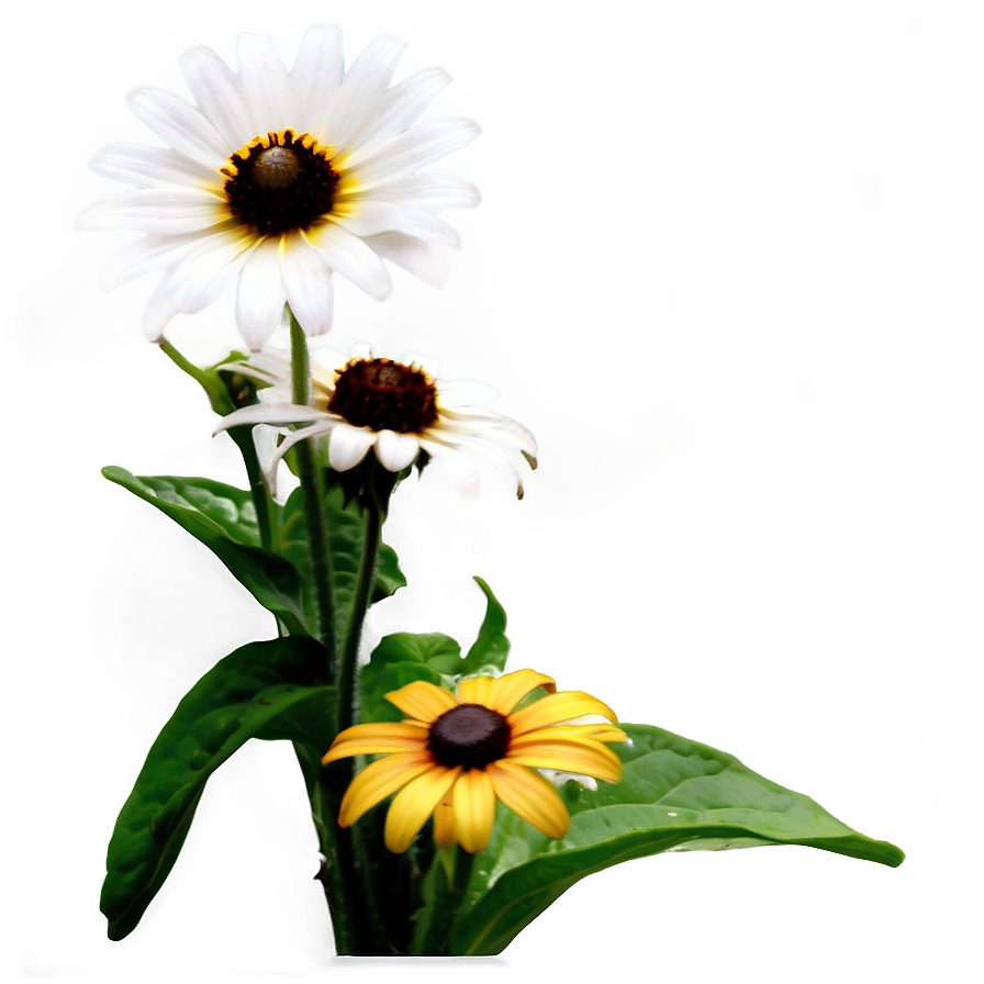 Blooming Black Eyed Susan Png 06282024