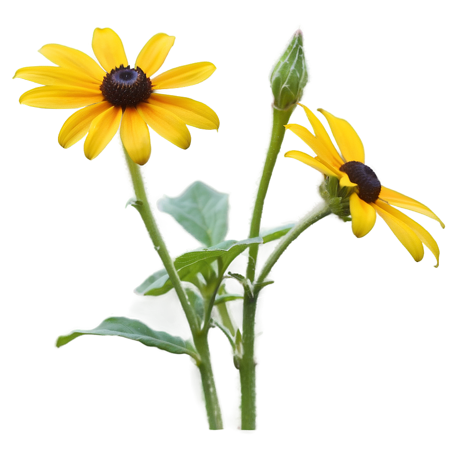 Blooming Black Eyed Susan Png Iwk25