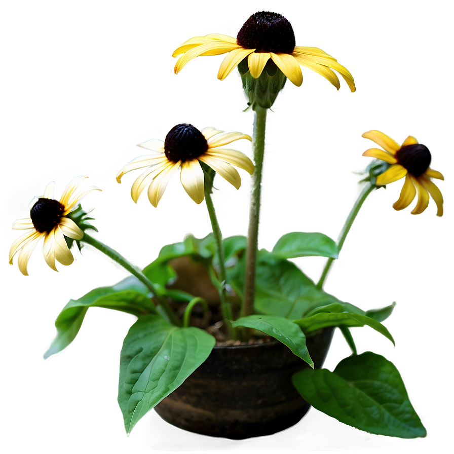 Blooming Black Eyed Susan Png Nhq21