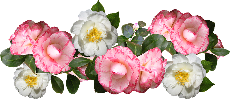 Blooming Camellia Flowers Transparent Background