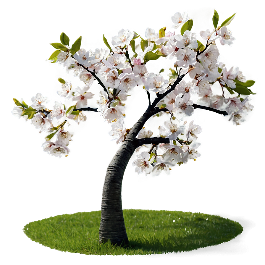 Blooming Cherry Tree Png Xqc10