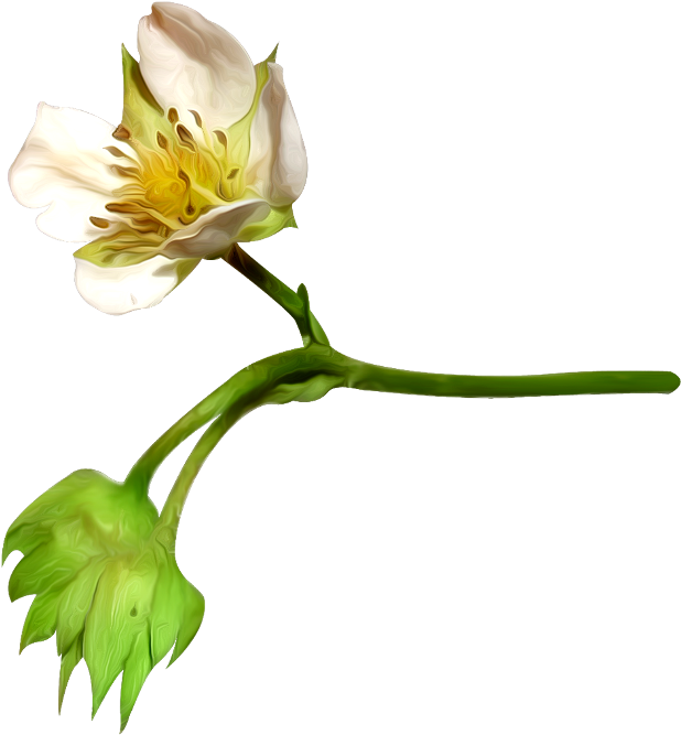 Blooming Cotton Flower