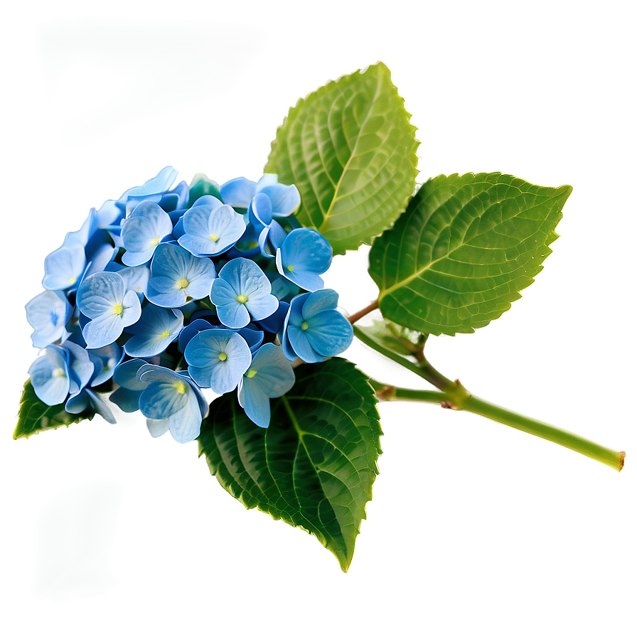Blooming Hydrangea Png Kqv11