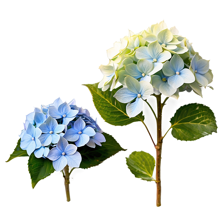 Blooming Hydrangea Png Oqq