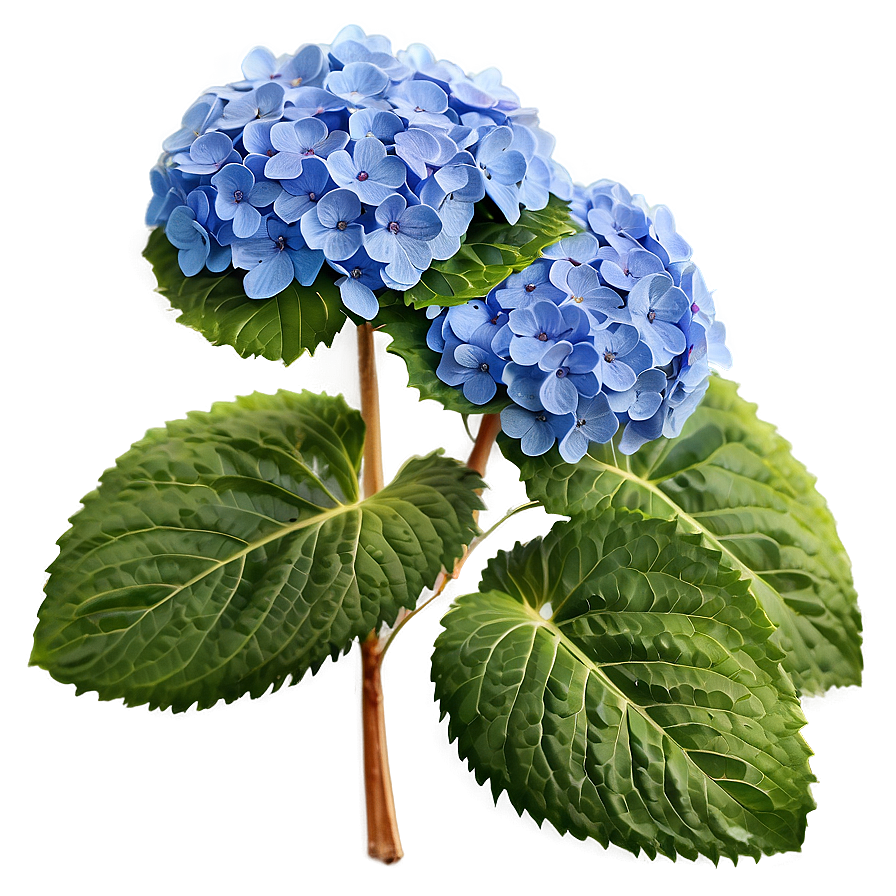 Blooming Hydrangea Png Vjt