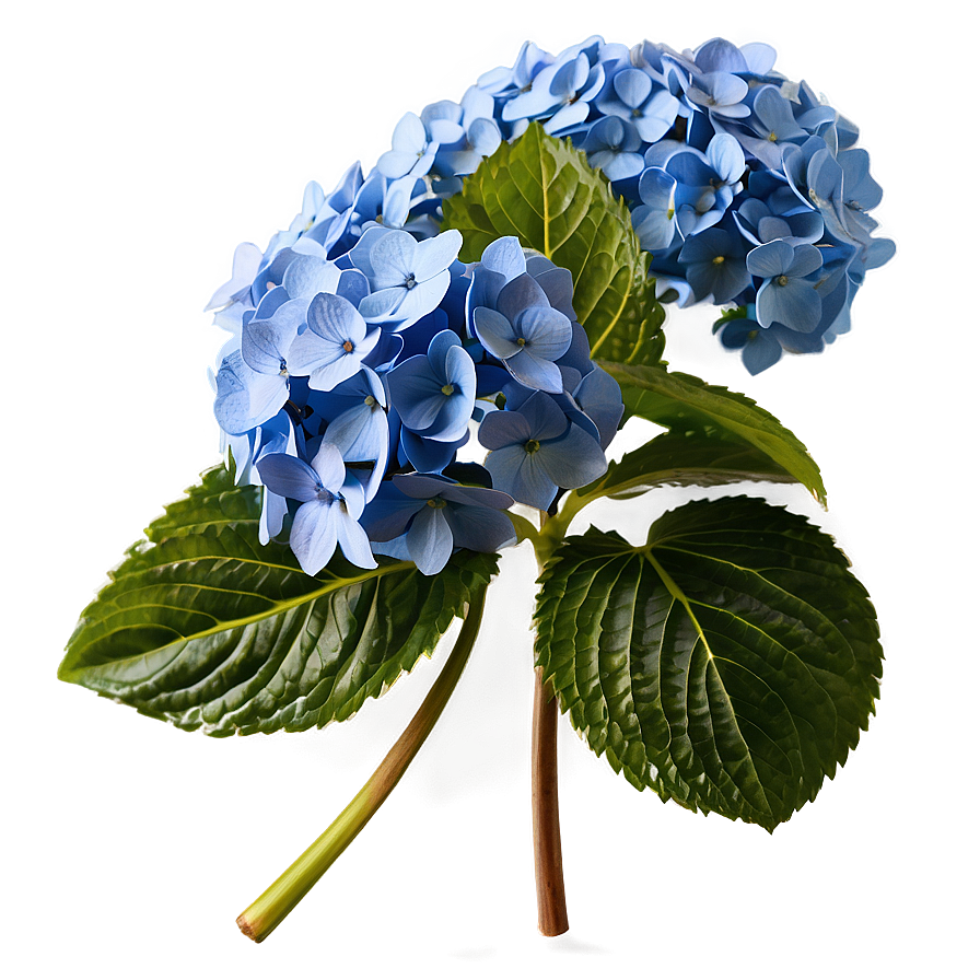 Blooming Hydrangea Png Wde