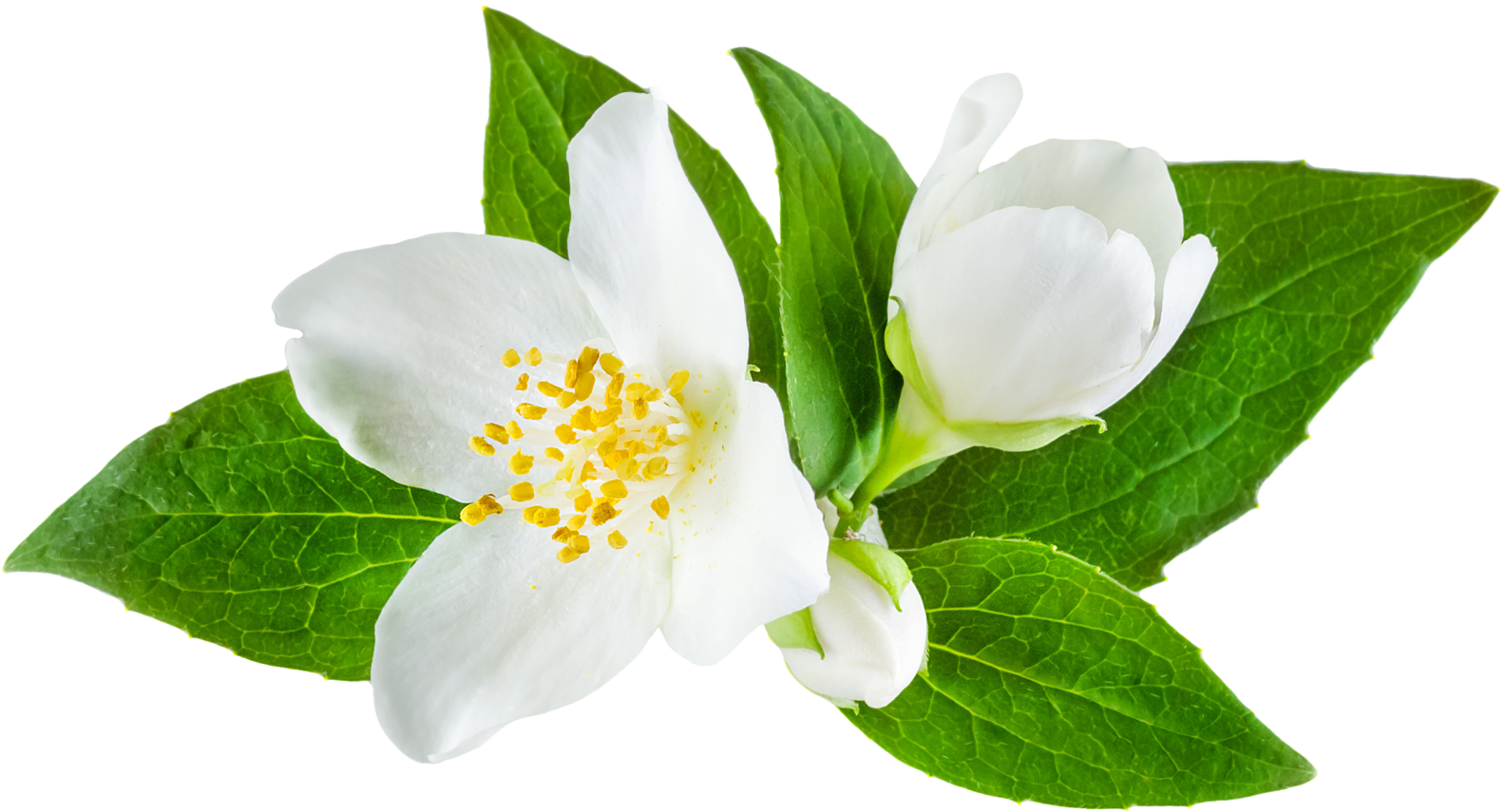 Blooming Jasmine Flower Transparent Background