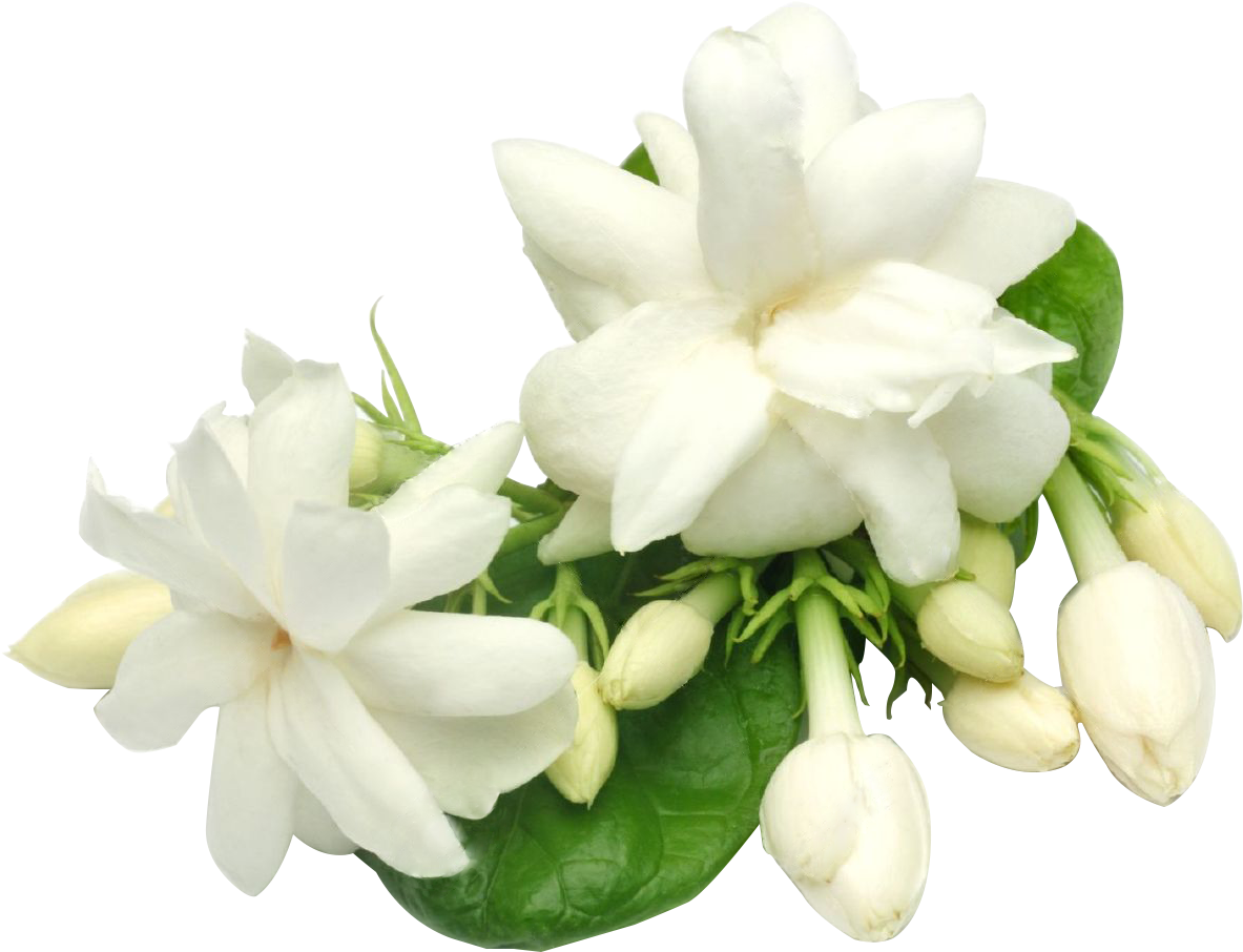 Blooming Jasmine Flowers Transparent Background