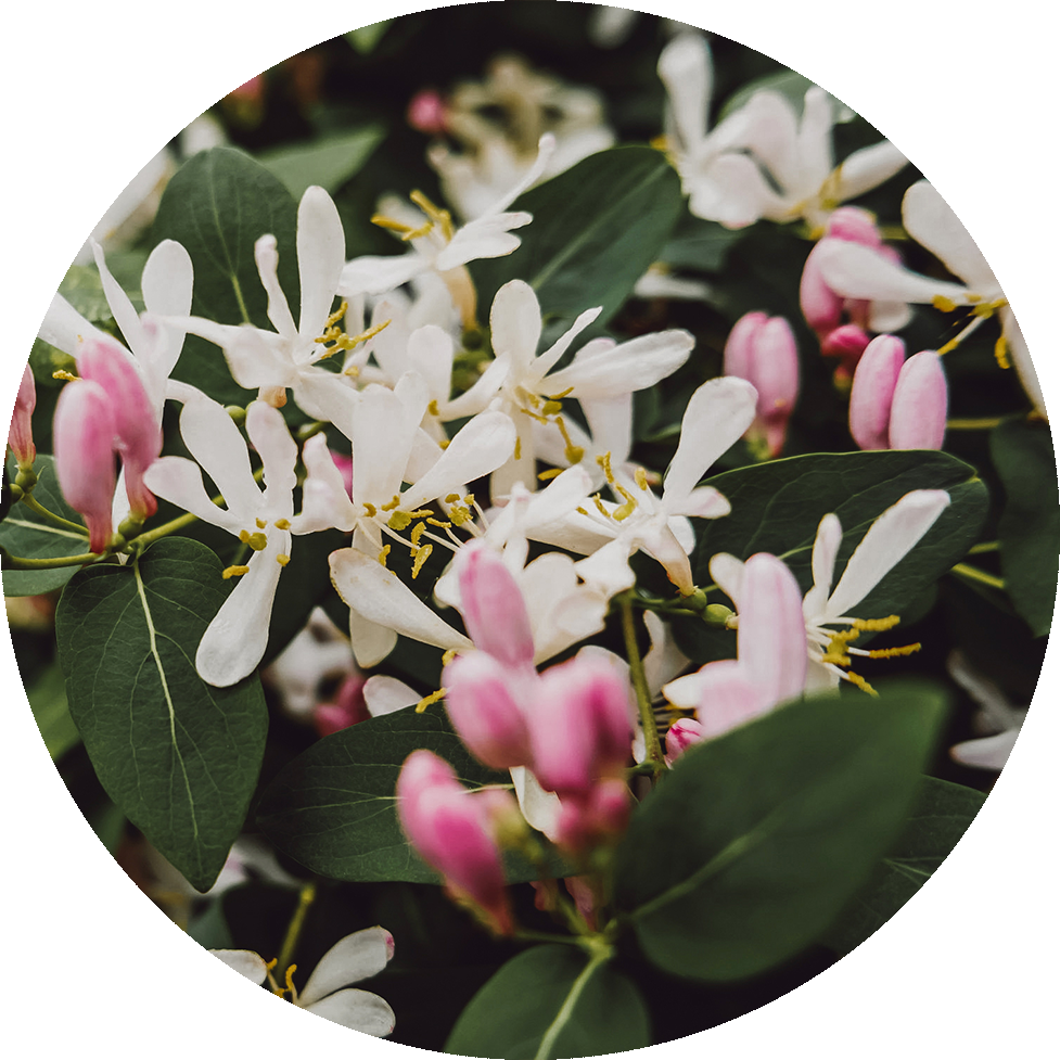 Blooming Jasmine Flowersand Buds