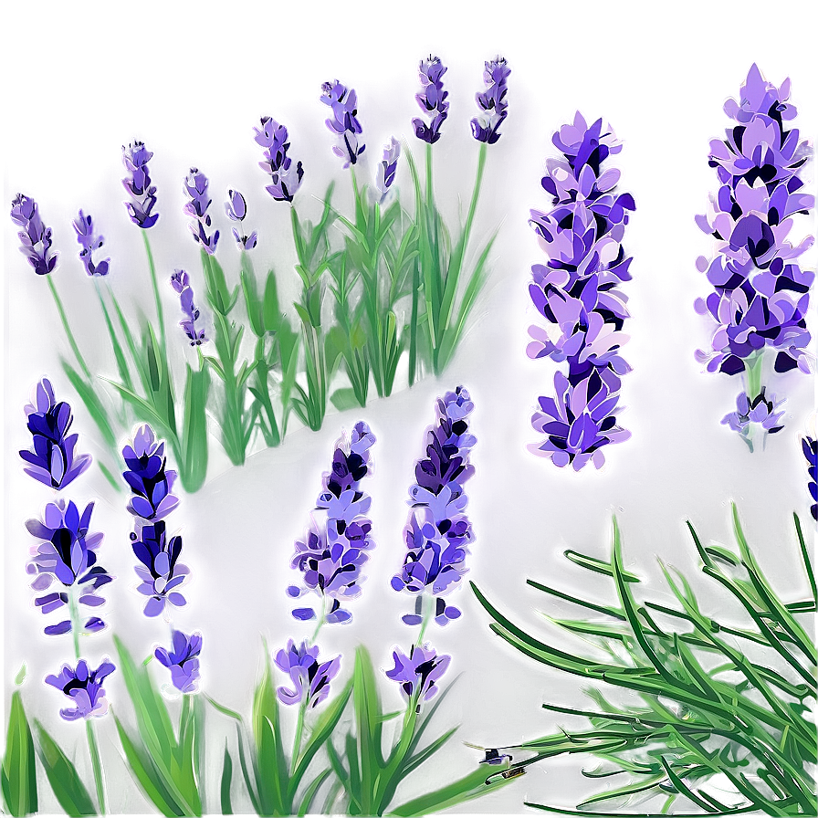 Blooming Lavender Field Png 95