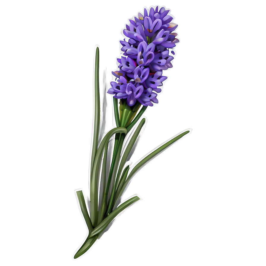 Blooming Lavender Png Mwy29