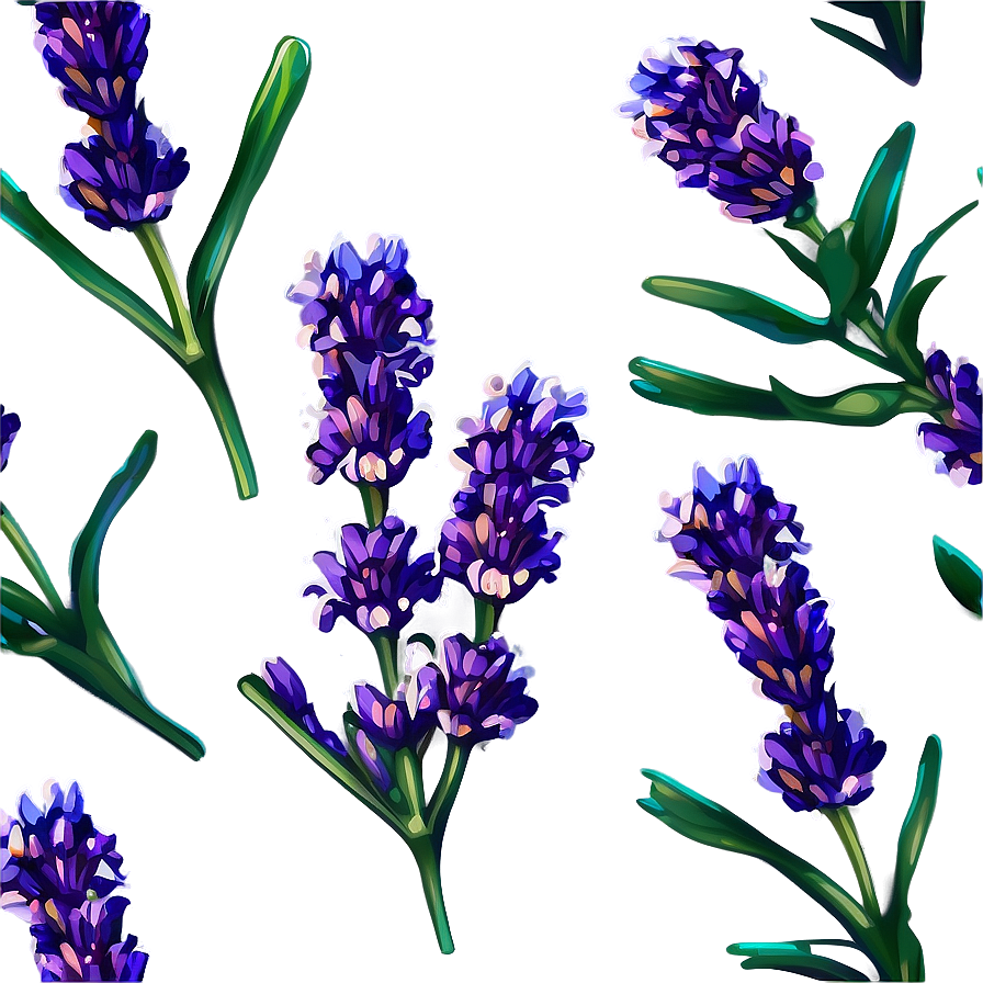 Blooming Lavender Png Uct11