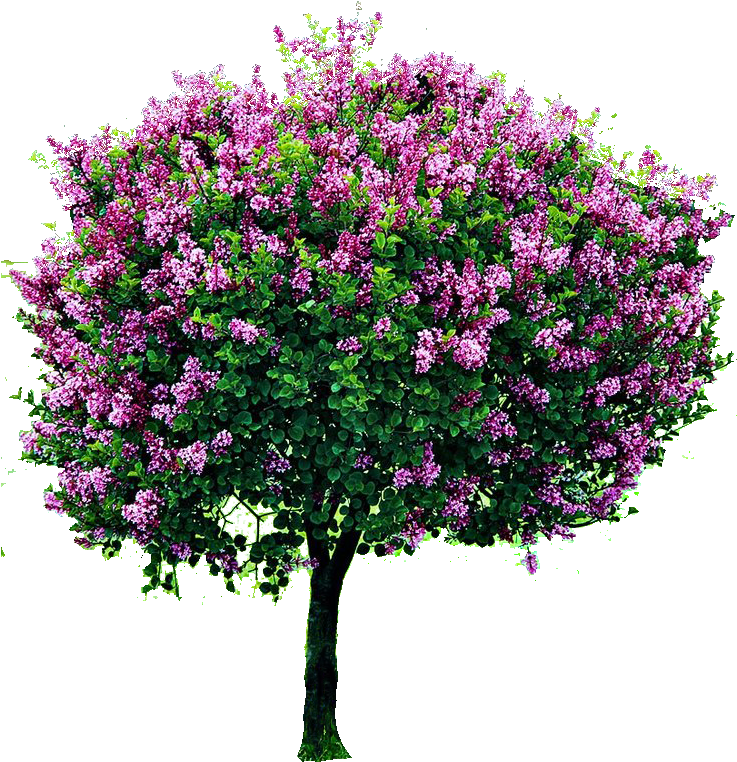 Blooming Lilac Tree Isolatedon Grey