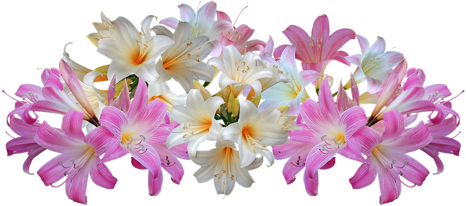 Blooming Lilies Transparent Background