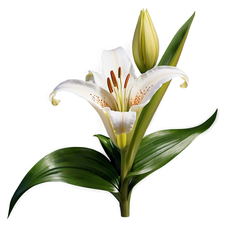 Blooming Lily Flower Png 35