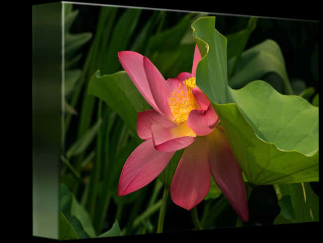 Blooming Lotus Flower
