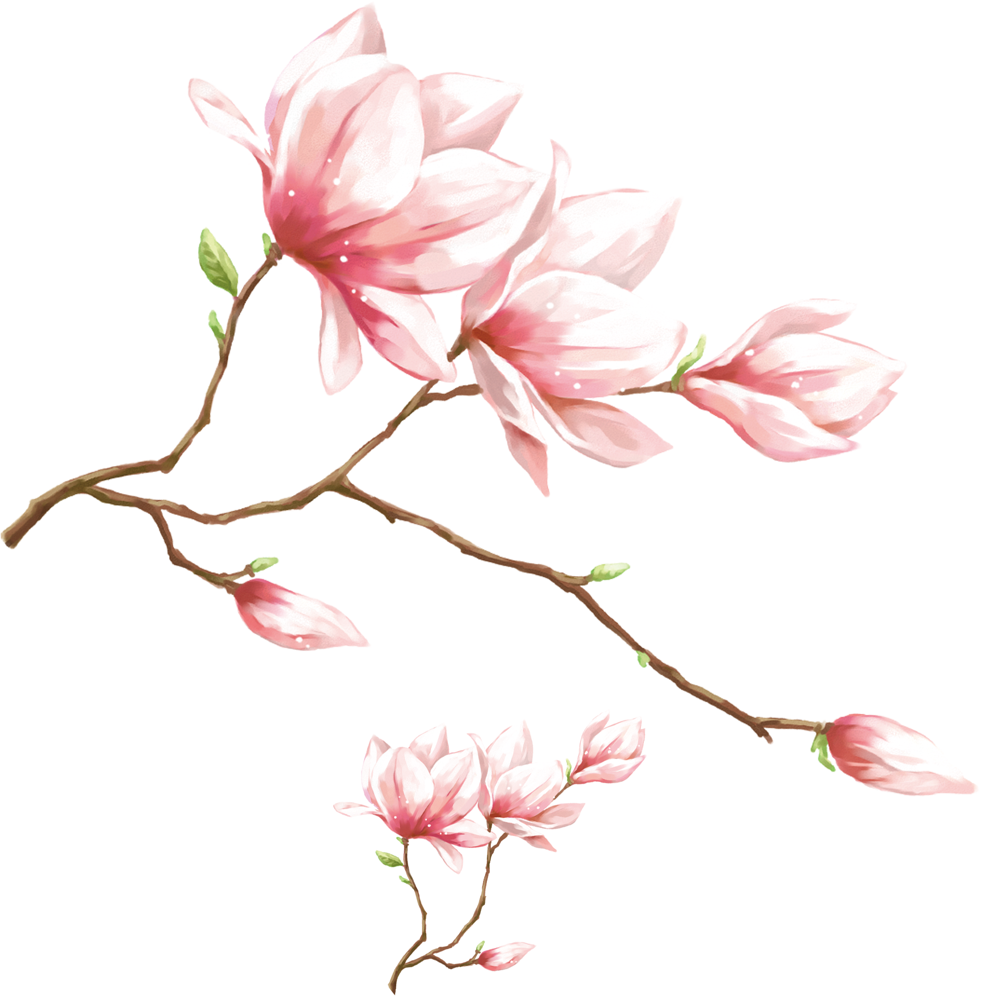 Blooming Magnolia Branch.png